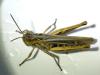 Chorthippus sp.